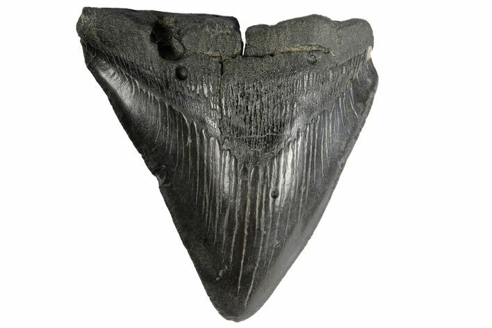 Partial, Fossil Megalodon Tooth - South Carolina #172222